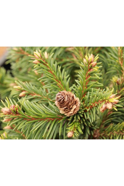 Ялина Медуза на штамбі - старі шишки